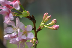 Prunus yunnanensis