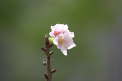 Prunus yunnanensis