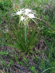 Hymenocallis liriosme