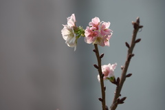 Prunus yunnanensis