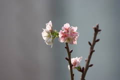 Prunus yunnanensis
