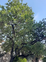 Bauhinia variegata candida
