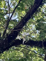 Bauhinia variegata candida