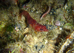 Aspasmogaster costata