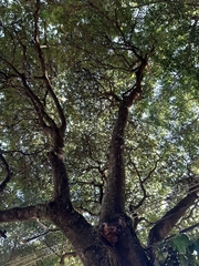 Spathodea campanulata