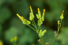Youngia japonica