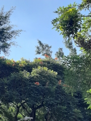 Spathodea campanulata