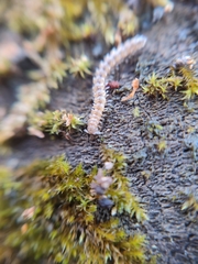 Brachydesmus superus