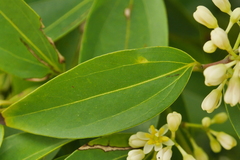 Cinnamomum burmanni