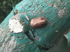 Mantodea