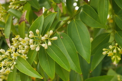 Cinnamomum burmanni