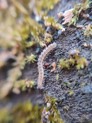 Brachydesmus superus