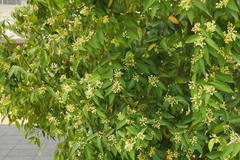 Cinnamomum burmanni