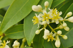Cinnamomum burmanni