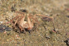 Olios sericeus