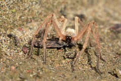 Olios sericeus