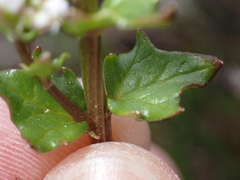 Cochlearia danica