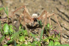 Olios sericeus