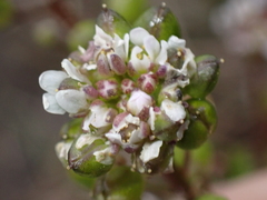Cochlearia danica