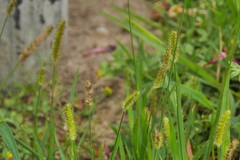 Setaria parviflora