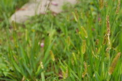 Setaria parviflora