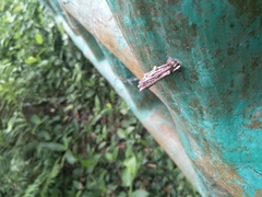 Lepidoptera
