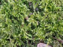 Pseudisothecium myosuroides