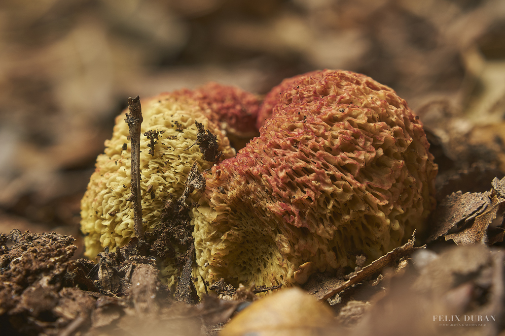 Gastroboletus valdivianus
