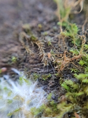 Linopodes motatorius