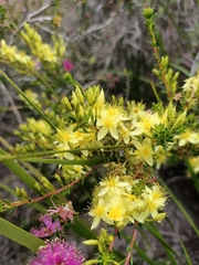 Calytrix angulata