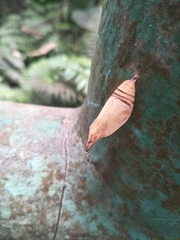 Insecta