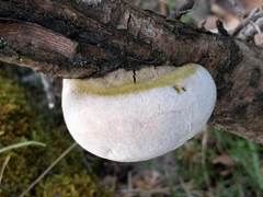 Fomitiporia hippophaeicola