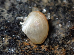 Abra tenuis