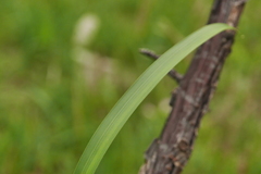 Imperata cylindrica