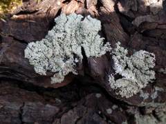 Flavoparmelia soredians