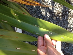 Orthoclydon praefectata