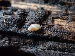 Leucophytia bidentata