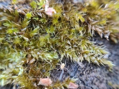 Linopodes motatorius