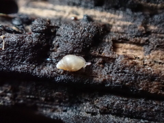 Leucophytia bidentata