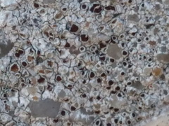 Lecanora campestris