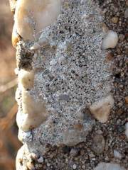 Lecanora campestris