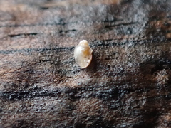 Leucophytia bidentata