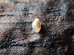 Leucophytia bidentata