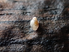 Leucophytia bidentata