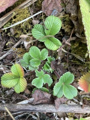 Fragaria hayatae