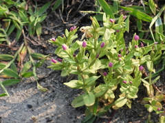 Centaurium japonicum