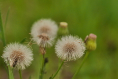 Erigeron bonariensis