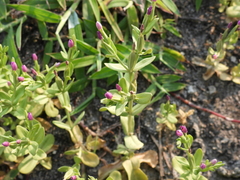 Centaurium japonicum
