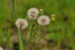 Erigeron bonariensis