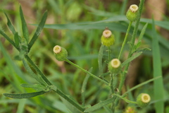 Erigeron bonariensis